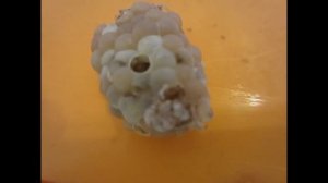 Улитки ампулярии  Размножение ампулярий  Аквариум