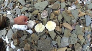 Ловля гребешка.Ныряем за гребешком под лёд.Дальневосточный гребешок.Кушаем сырого гребешка!