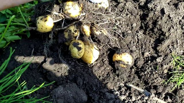 Не плохой результат сорт Тоскана. смотреть онлайн