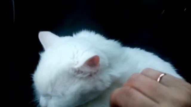 Белый глухой кот