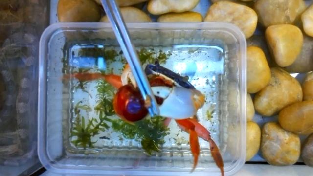 Краб ест вишенку смотреть онлайн