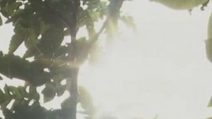 Вредители на черемухе