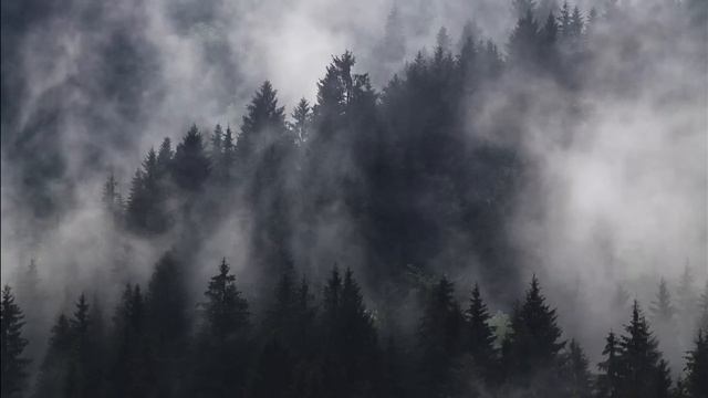 Twilight Music & Ambience | Forest Sounds With Twilight Soundtrack •ASMR• [1h]