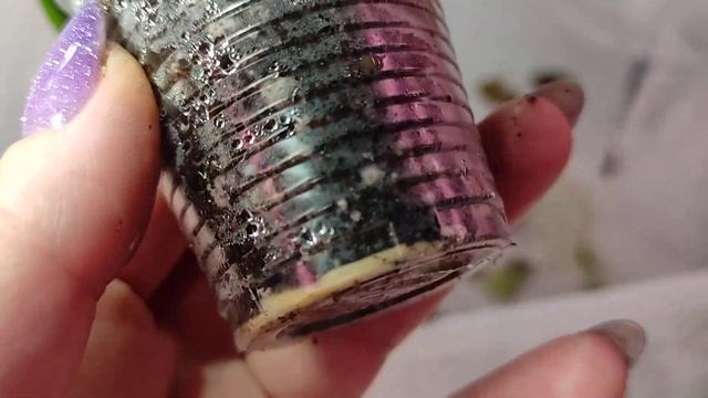 Цветы- любовь моя! Черенкам полтора месяца. почти все укоренились. смотреть онлайн