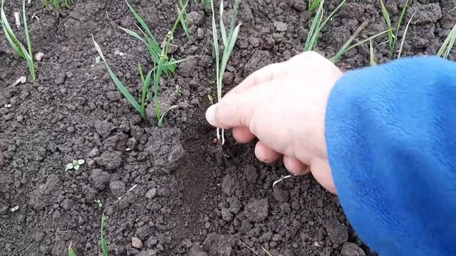 последействие почвенных гербицидов на всходы озимой пшеницы 2020 год смотреть онлайн