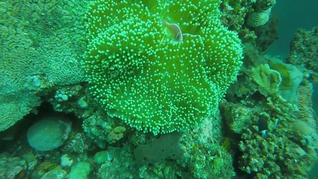 Anemonefish and Anemone Cooperation смотреть онлайн