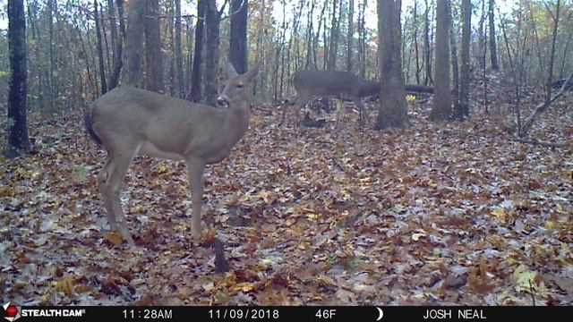 Buck Fever 10 смотреть онлайн