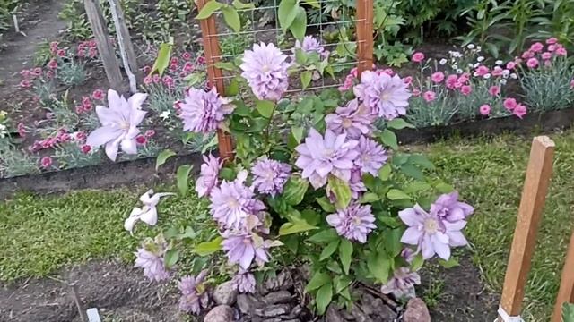 Клематис Протеус . Clematis Proteus . смотреть онлайн