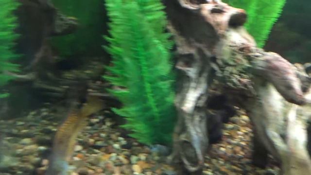 Ярославский зоопарк смотреть онлайн