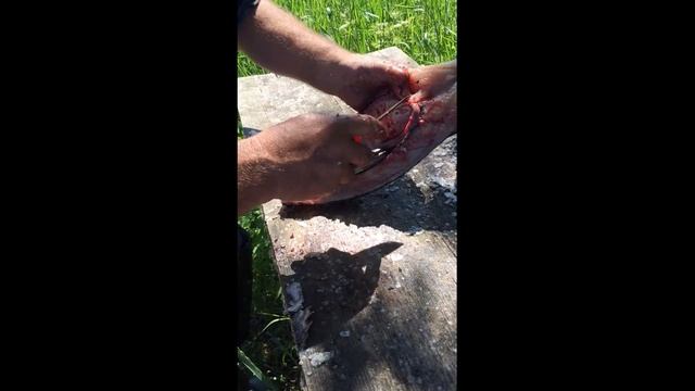 Скобарь, потомственный рыбак чистит щуку смотреть онлайн