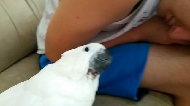 Baby cockatoo chick sounds смотреть онлайн