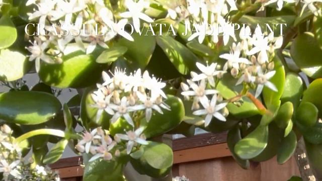 My Timeless White Bloomers смотреть онлайн