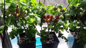 Томат Пиноккио радует урожаем на подоконнике