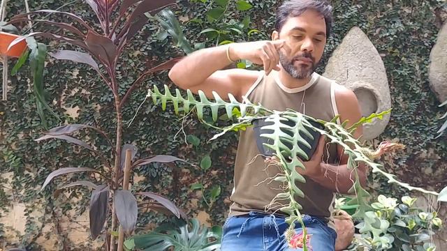 Um pouco de tudo sobre: Cacto Sianinha, Zigue Zague, Selenicereus anthonianus смотреть онлайн