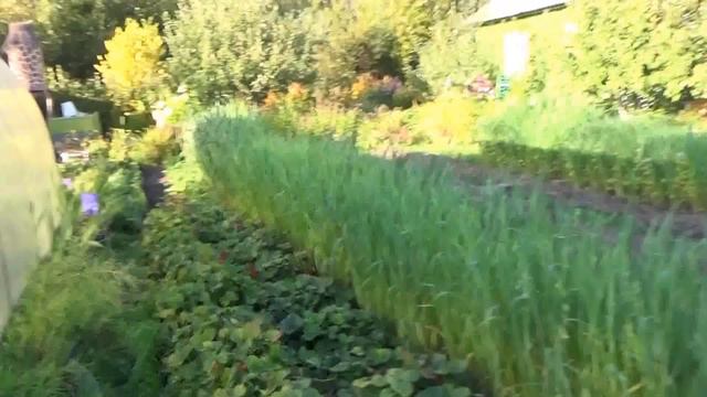 Что еще не убрано на огороде в сентябре. смотреть онлайн