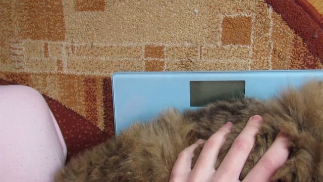 Взвешивание кота разными способами. Weighing the cat in different ways. смотреть онлайн