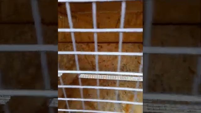 Клетка для кроликов на 6 секций с оцинкованными стоками обзор смотреть онлайн