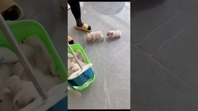 КОТИКИ и не только