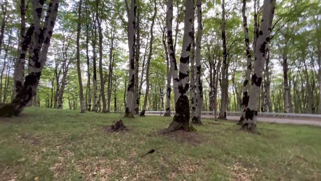 Пoследний летний поход за грибами!часть 1.лисички,грузди и ежовики!тихая охота июль 2023! смотреть онлайн