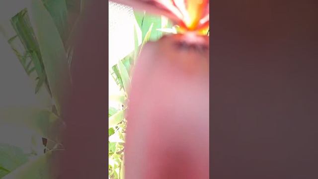 #Цветы #сад #дача #Лето #растения #ландшафт #природа