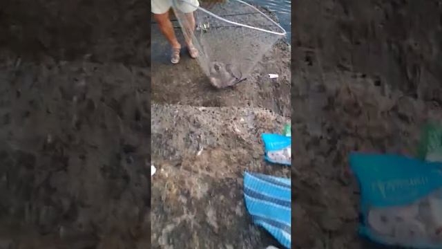 Рыбалка на морского ската 2018 смотреть онлайн