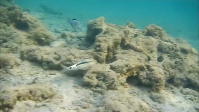 каталог рыб красного моря, барабуля красноморская зубатая, Parupeneus forsskali смотреть онлайн