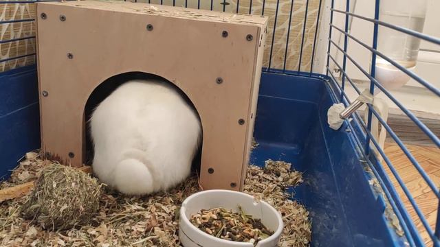 Кролик роет в клетке смотреть онлайн