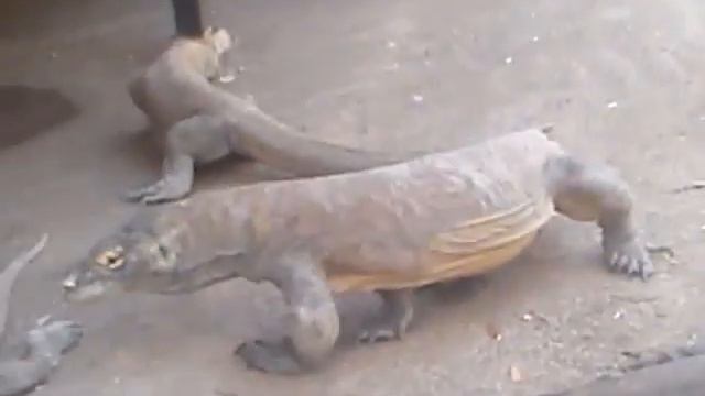 Вараны с острова комодо смотреть онлайн