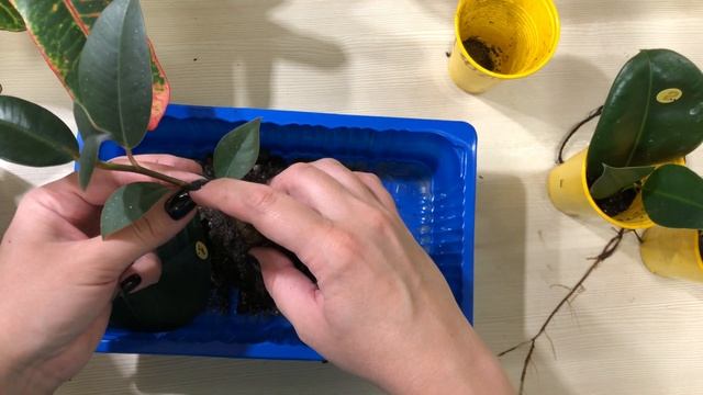 Как вырастить фикус из ЛИСТА. Часть 6.(попытка №2) / Grow A FICUS From A LEAF