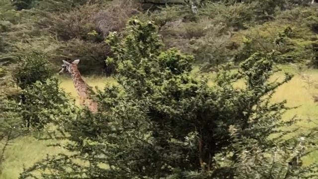 Отдых на о.Занзибар (Танзания) в конце января 2020. Часть 2. Национальный парк Селус. смотреть онлайн