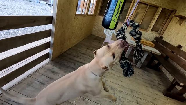 Смешной Граф строит глазки, что бы не заниматься спортом) Питбули висят на канате. Пит спорт. смотреть онлайн