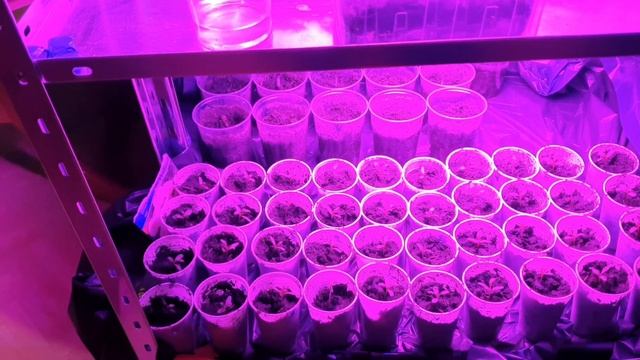 Очень быстрый ужин/не понятная усталость #жизньвгермании #моибудни #влог #готовимдома