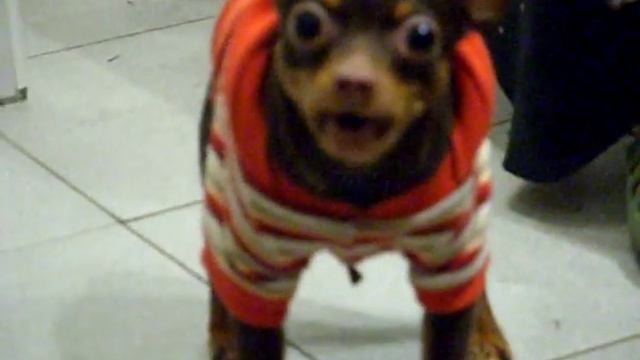 Злой пёс Братана смотреть онлайн