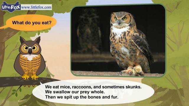 Meet the Animals 7 | Great Horned Owl | Wild Animals | Little Fox | Animated Stories for Kids смотреть онлайн