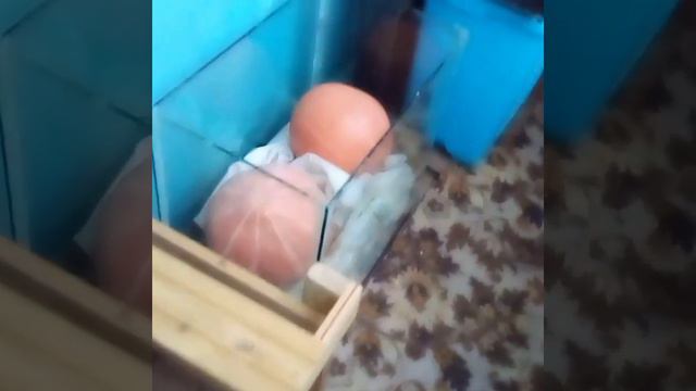 Мои заготовки овощей и ягод..хранение смотреть онлайн