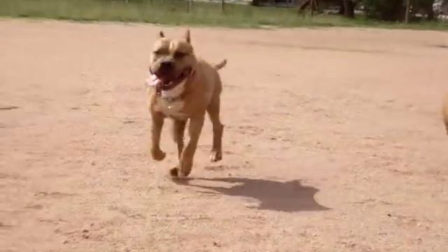 Thor e Luna - American Staffordshire Terrier (instagram - ricardosilva_personal) смотреть онлайн