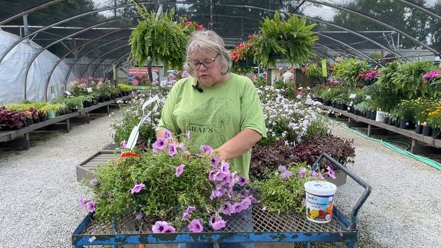 How to Prune Back Your Hanging Basket! смотреть онлайн
