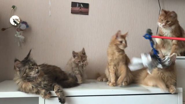 коты Мейн-кун смотреть онлайн