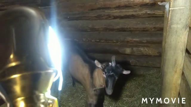 Мои козочки,обычные и Альпийские Оберхазли. смотреть онлайн