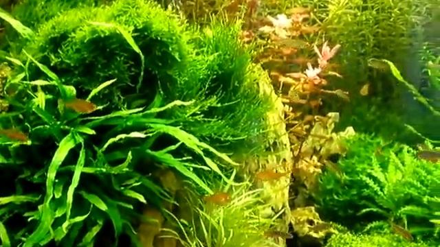 Большой аквариум смотреть онлайн