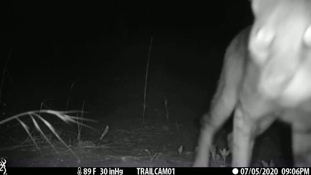 חתול ביצות סקרן\Felis chaus\jungle cat смотреть онлайн