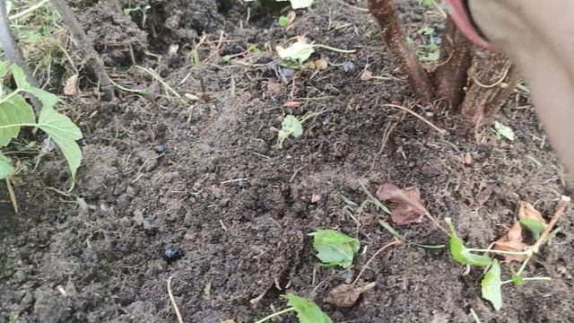 Готовим кусты смородины к новому урожаю в августе смотреть онлайн