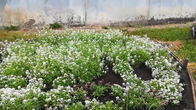 Интернет и огород, вот и все, что нужно для счастья, цветов много не бывает, алмазная мозаика, смотреть онлайн