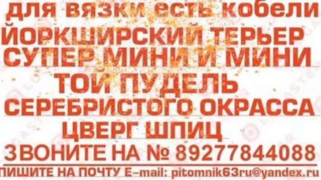 Кобели шпиц , йорк , той пудель , в Тольятти 89277844088 смотреть онлайн