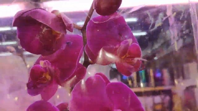 СВЕЖИЙ ЗАВОЗ СОРТОВЫХ #ОРХИДЕЙ#КАМЕННАЯ РОЗА, ПОПУГАЙ, ЯГУАР, Мейджик АРТ# смотреть онлайн