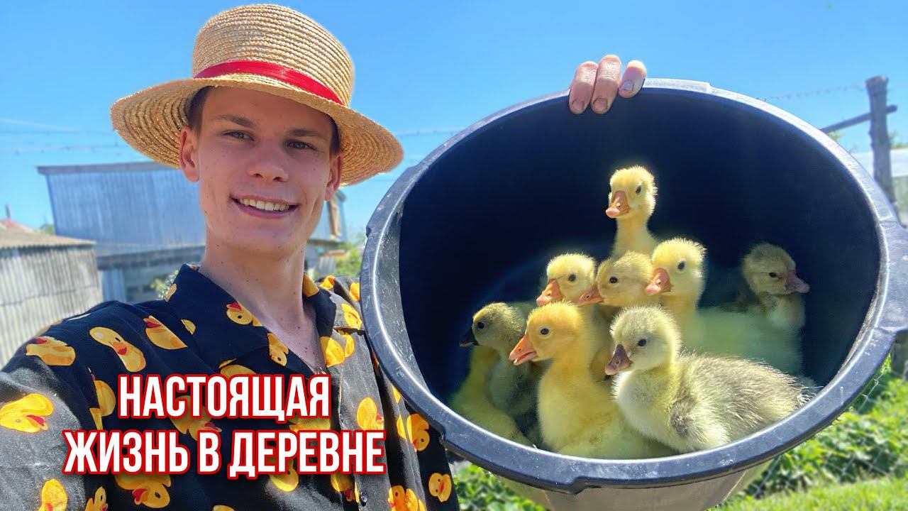 ВСЕ ТРУДЫ ЧЕРЕЗ ОДНО МЕСТО НАСТОЯЩАЯ ЖИЗНЬ В ДЕРЕВНЕ ЧТО С НАШИМИ ПАВЛИНАМИ ?Огород️ ПОПОЛНЕНИЯ смотреть онлайн