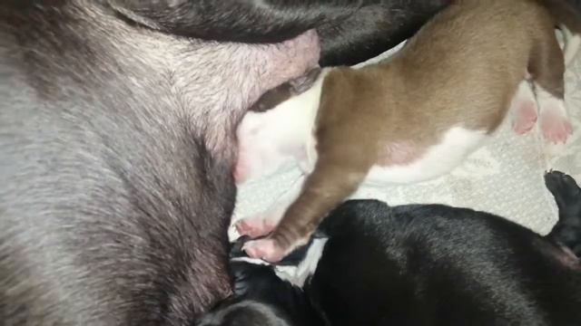 Щенки Питбуля!!! Щенок сладко спит на задней лапе!!! смотреть онлайн