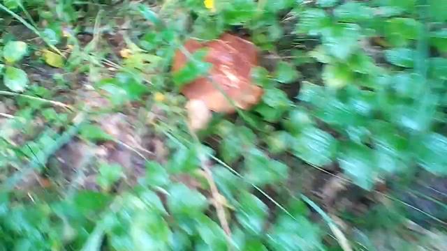 Сбор белых грибов июль 2015 смотреть онлайн