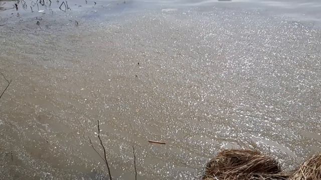 Весенняя уточка ,Остатки льда на Водохранилище смотреть онлайн