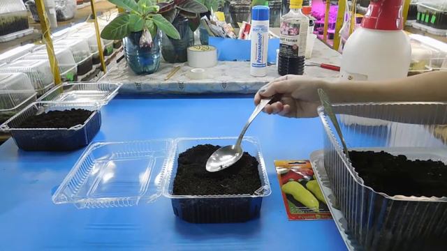 ПЕРЕЦ ПОСЕВ НА РАССАДУ ! смотреть онлайн